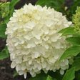 Гортензия метельчатая «Little Lime Ice / Summer Breeze» (Литл лайм айс или Саммер бриз)