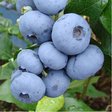 Голубика «Denise Blue» (Денис Блю)