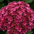Гортензия древовидная «Ruby Annabelle» (Руби Аннабель)